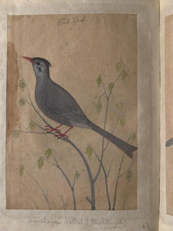 Depictions of a Magpie robin and a Himalayan black bulbul of Northern India