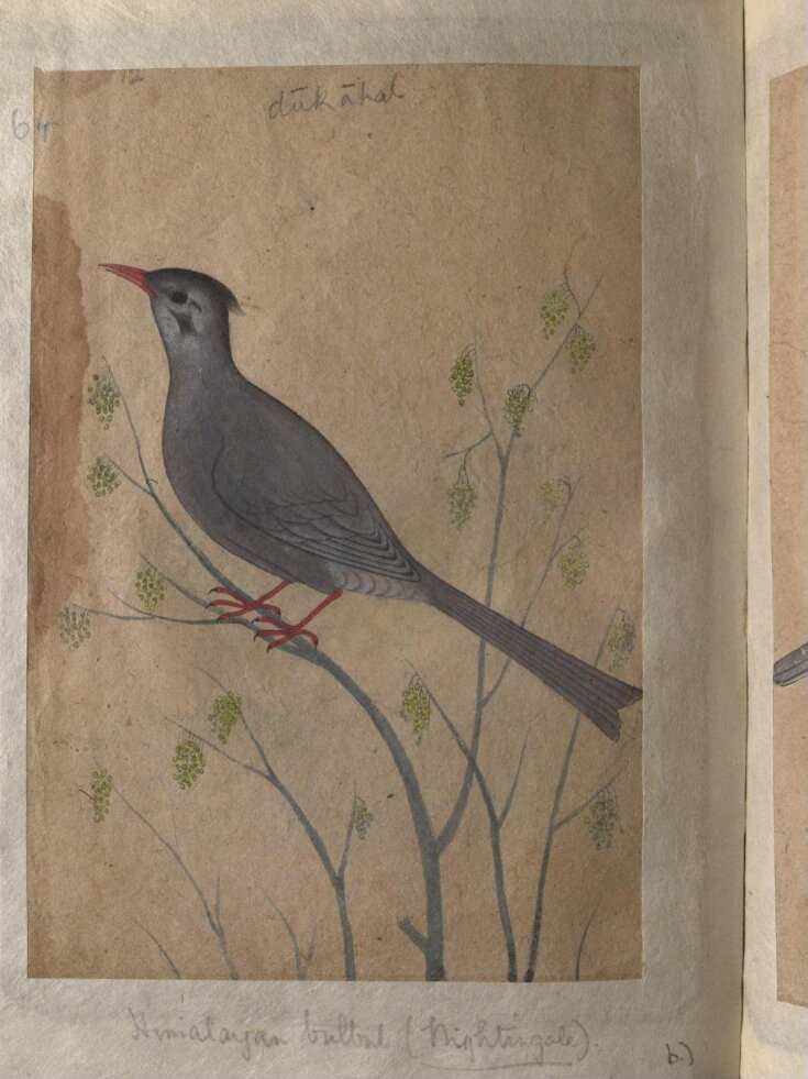Depictions of a Magpie robin and a Himalayan black bulbul of Northern India top image