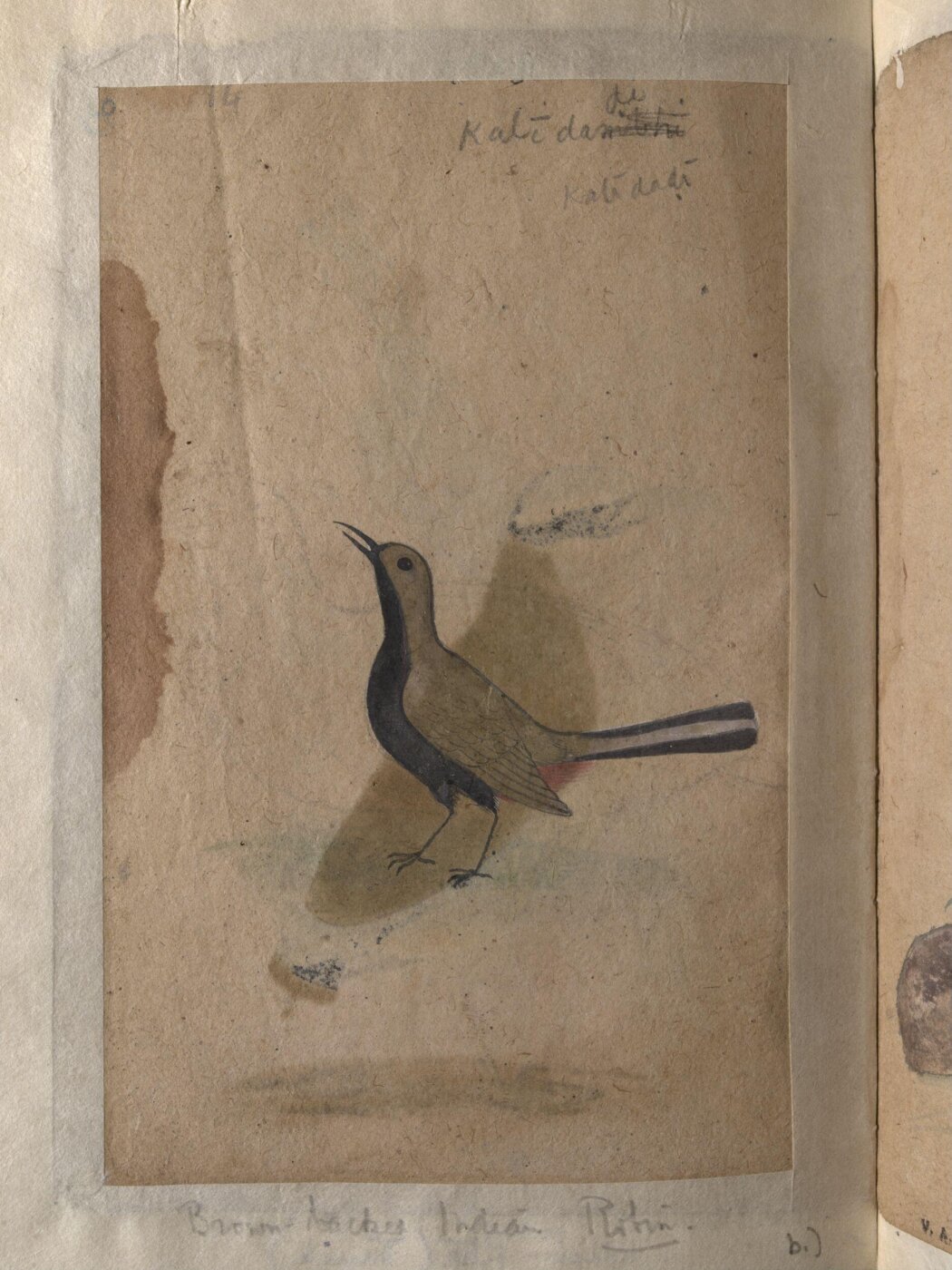 Unknown, Depictions of a India pitta and Brown-backed Indian robin of Northern India