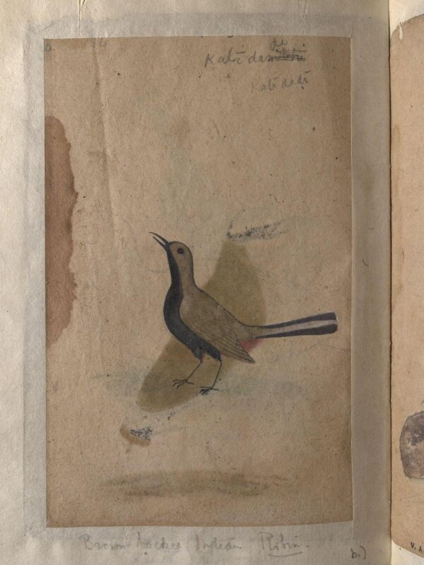 Depictions of a India pitta and Brown-backed Indian robin of Northern India