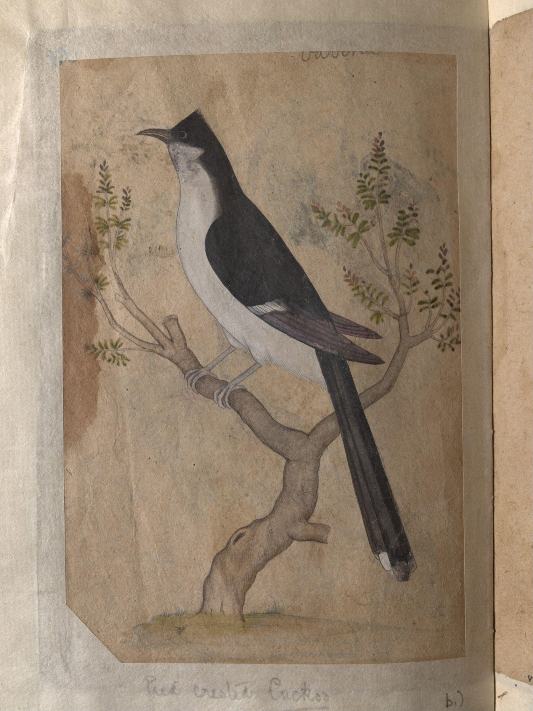 Depictions of a Indian fruit-bat and Pied crested cuckoo of Northern India, ca. 1820