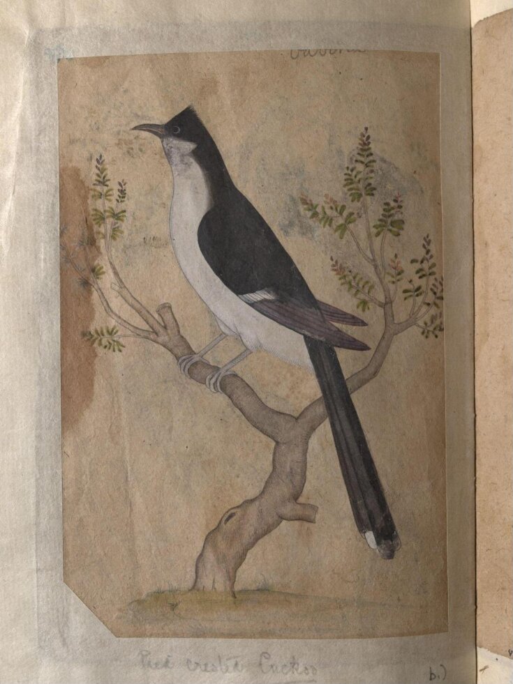 Depictions of a Indian fruit-bat and Pied crested cuckoo of Northern India top image