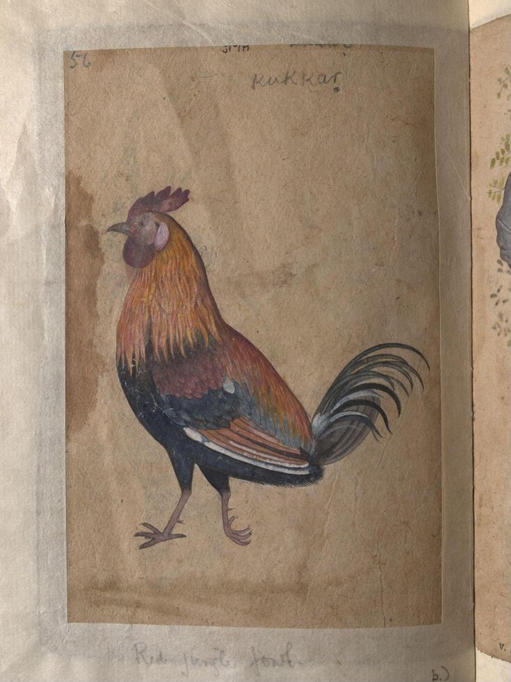 Depictions of a Coppersmith and a Red jungle-fowl of Northern India top image