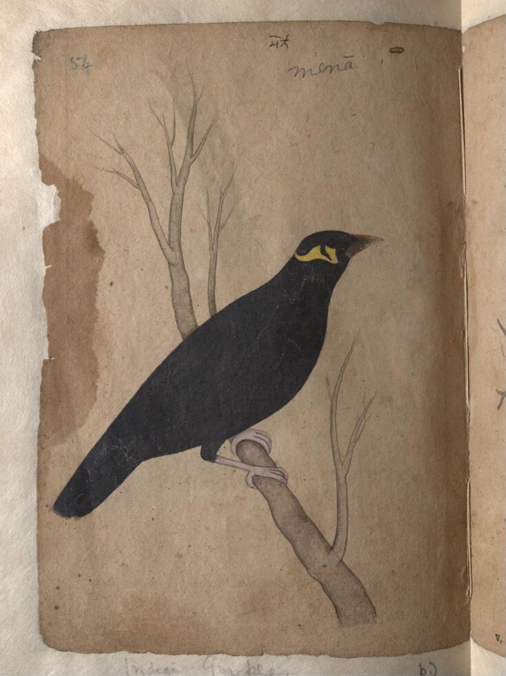 Depictions of a Domestic pigeon and Indian grackle of Northern India top image