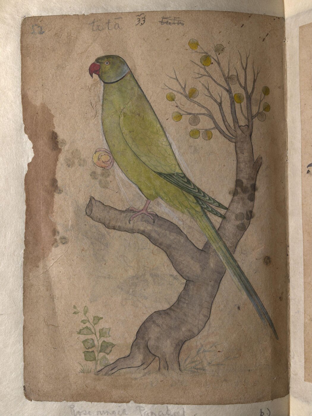 Unknown, Depictions of Striated scops owl and Rose-ringed parakeet of Northern India