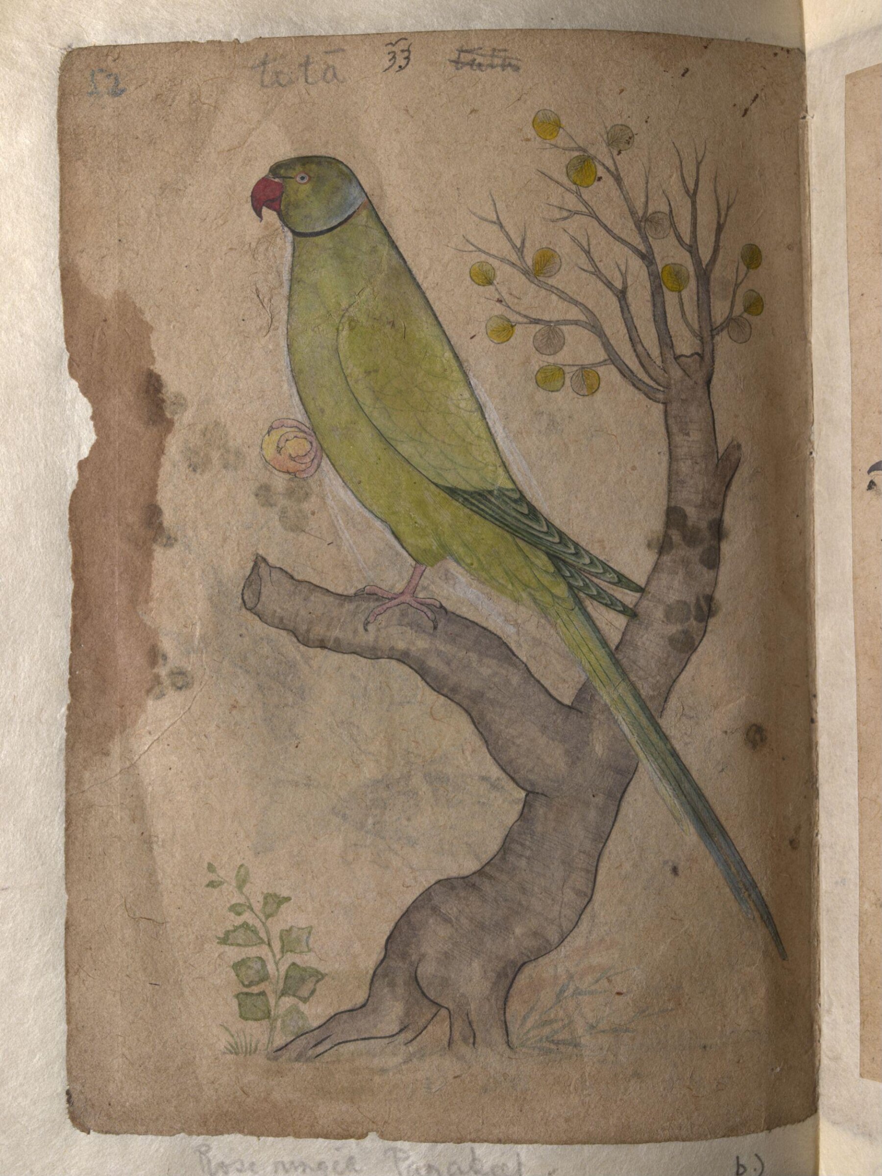 Depictions of Striated scops owl and Rose-ringed parakeet of Northern India, ca. 1820