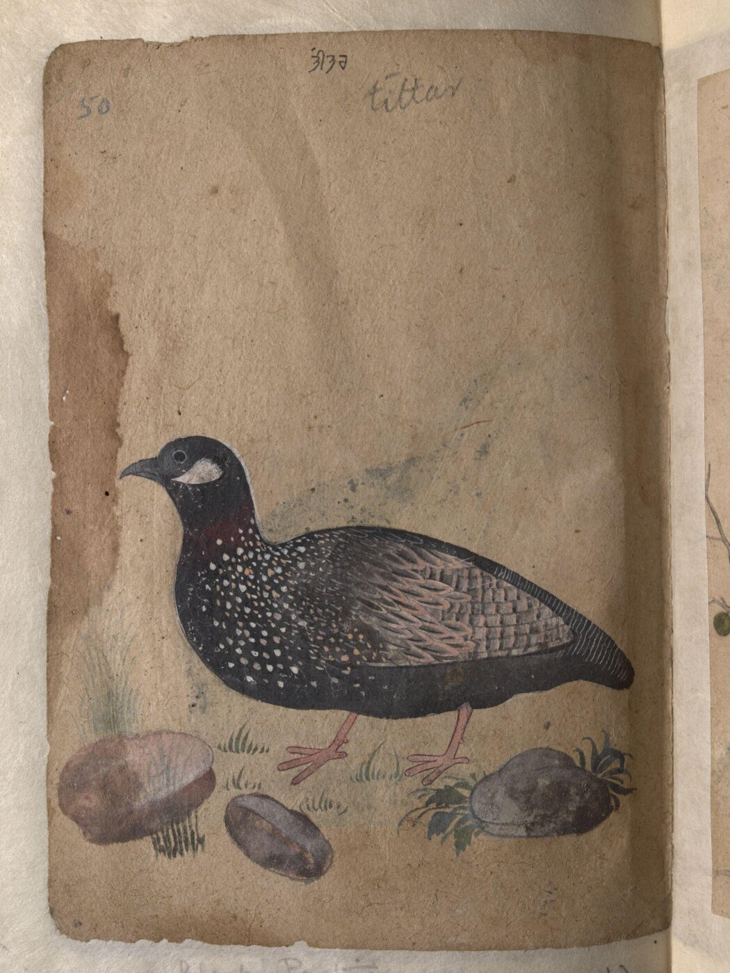 Unknown, Depictions of Common (or grey) quail and a Black partridge of Northern India