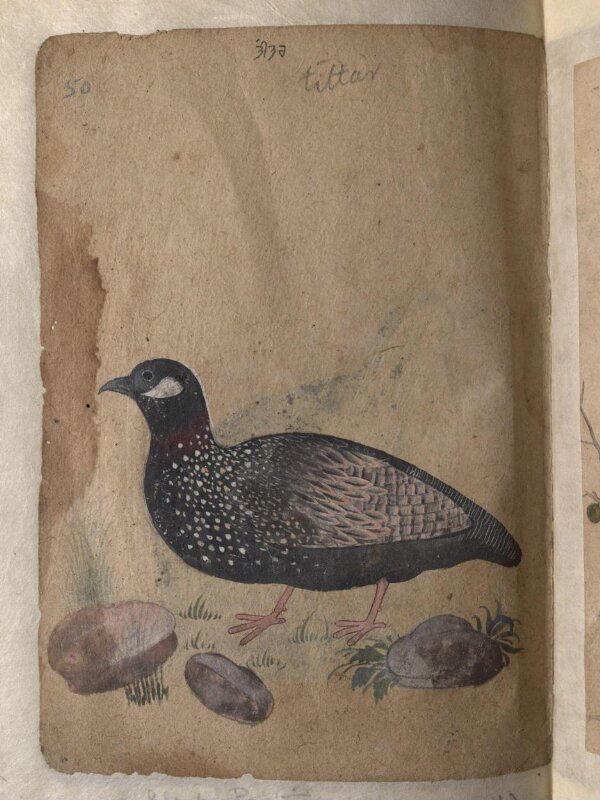 Depictions of Common (or grey) quail and a Black partridge of Northern India