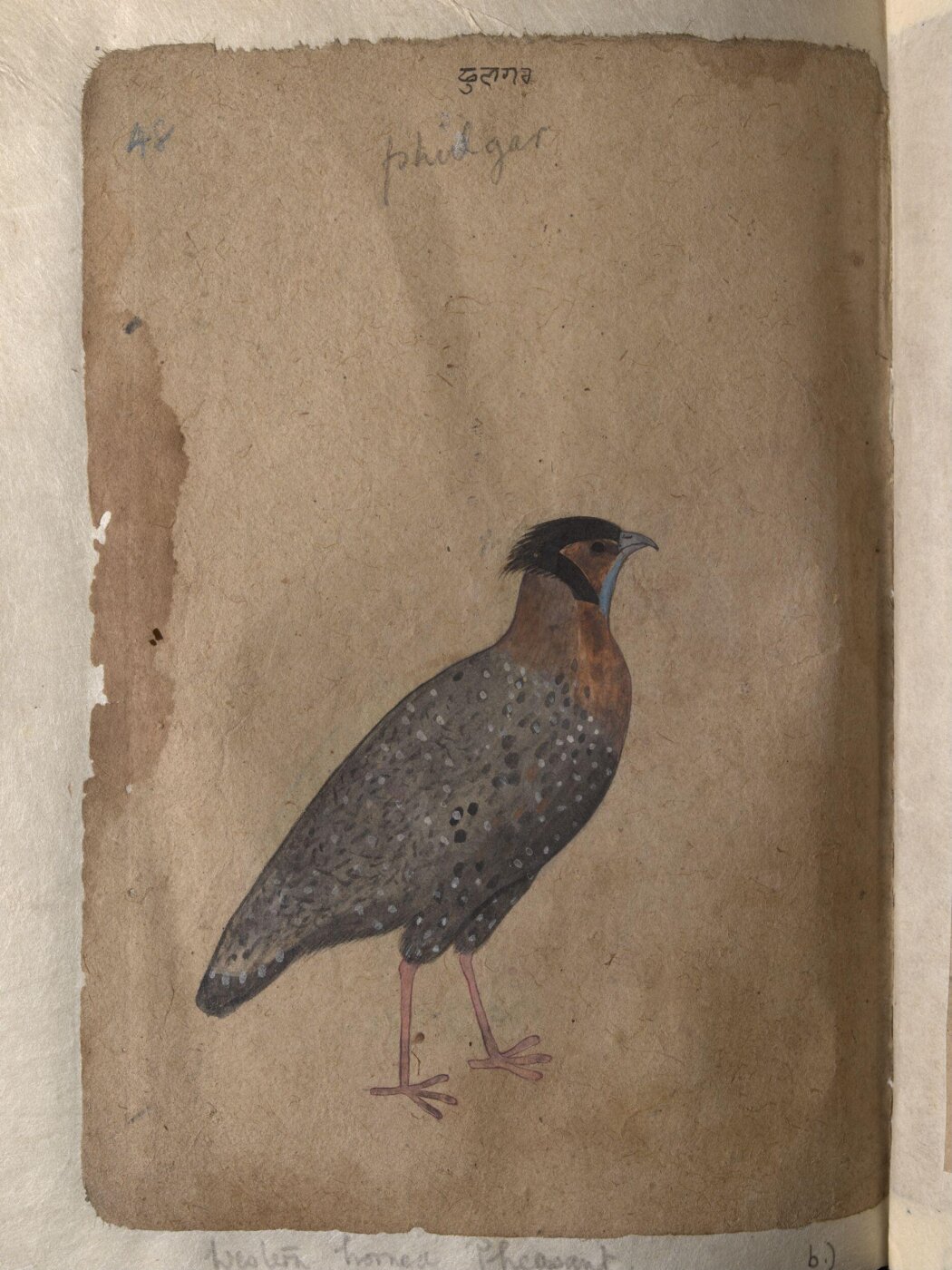 Unknown, Depictions of Impeyan pheasant (male) and a Western horned pheasant of Northern India