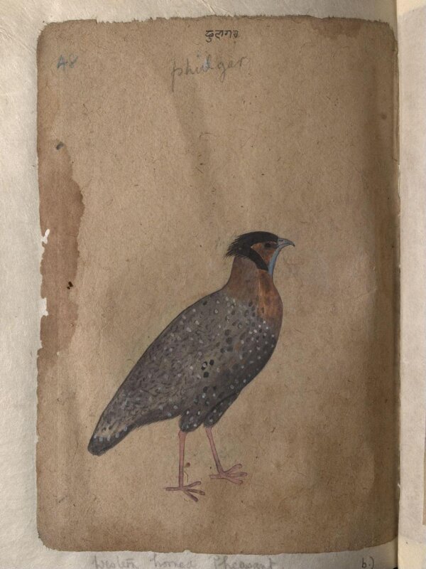 Depictions of Impeyan pheasant (male) and a Western horned pheasant of Northern India