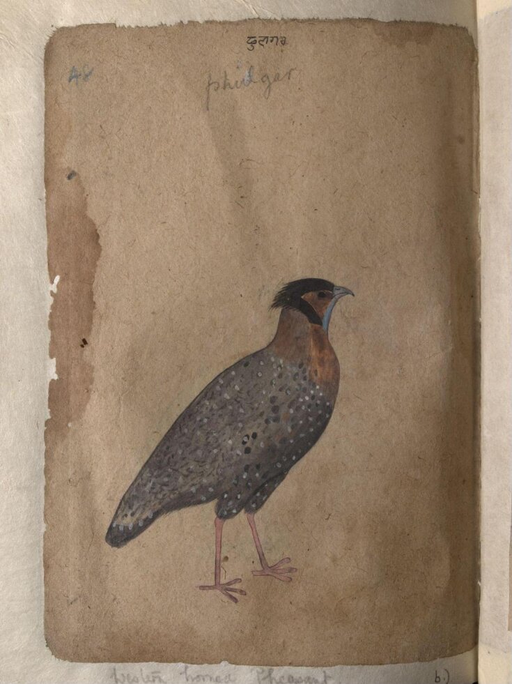Depictions of Impeyan pheasant (male) and a Western horned pheasant of Northern India top image