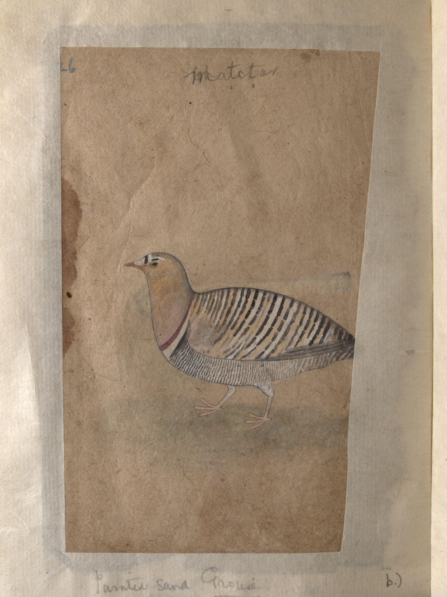 Depictions of a Indian house-sparrow and a Painted sand-grouse (male) of Northern India, ca. 1820