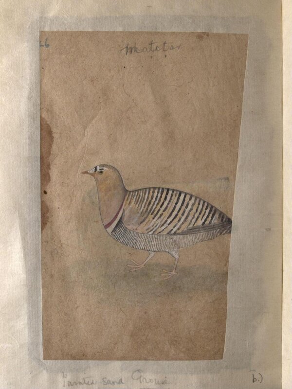 Depictions of a Indian house-sparrow and a Painted sand-grouse (male) of Northern India