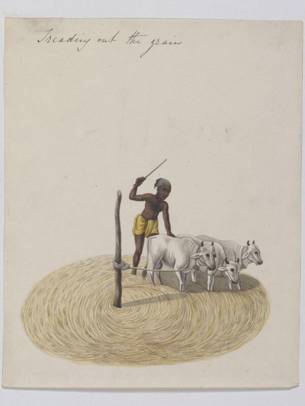 Threshing paddy