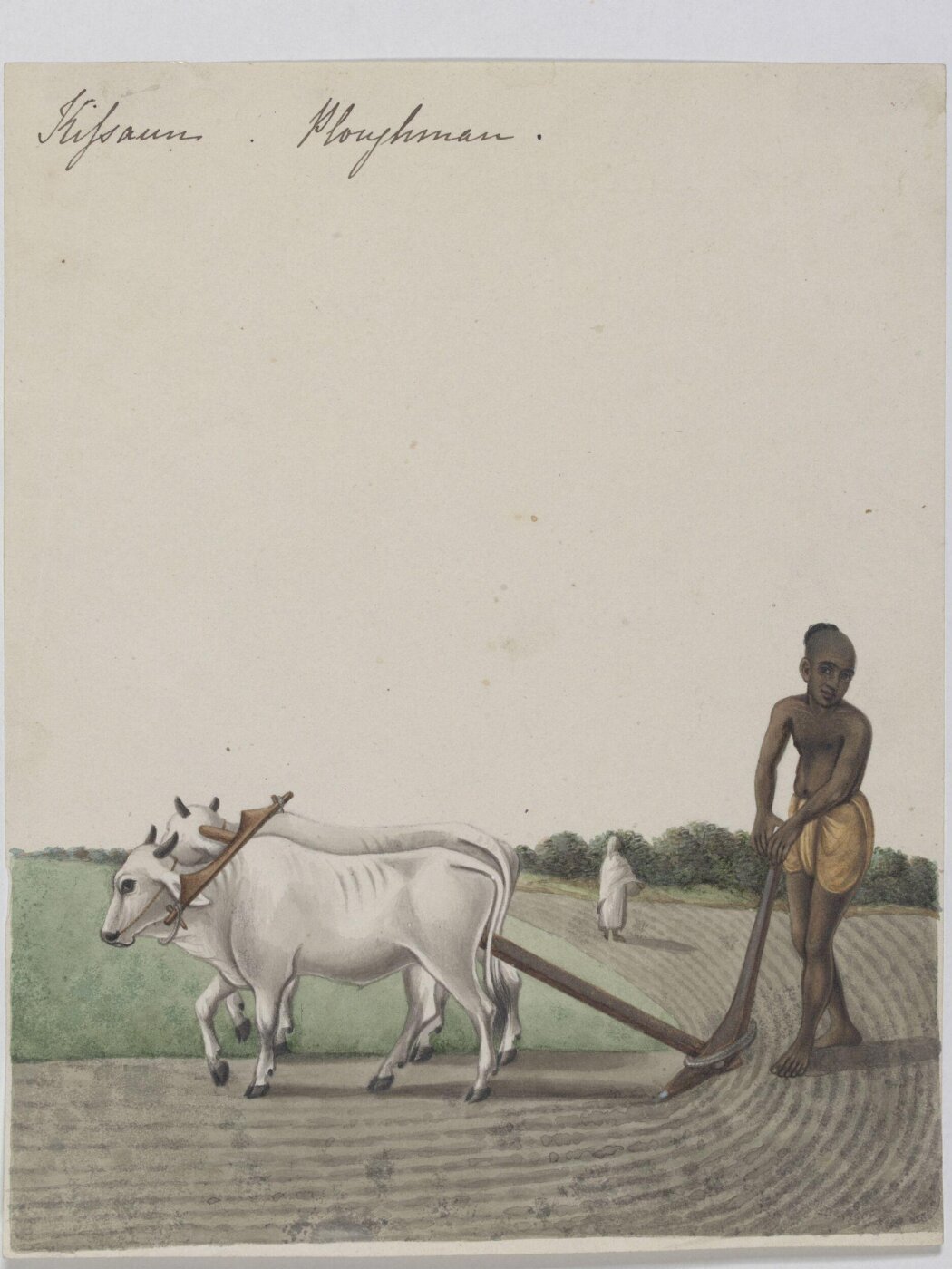 Unknown, A cultivator