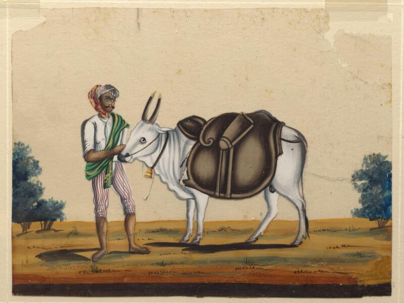 A bullock carrying a leather mussack with a driver 
