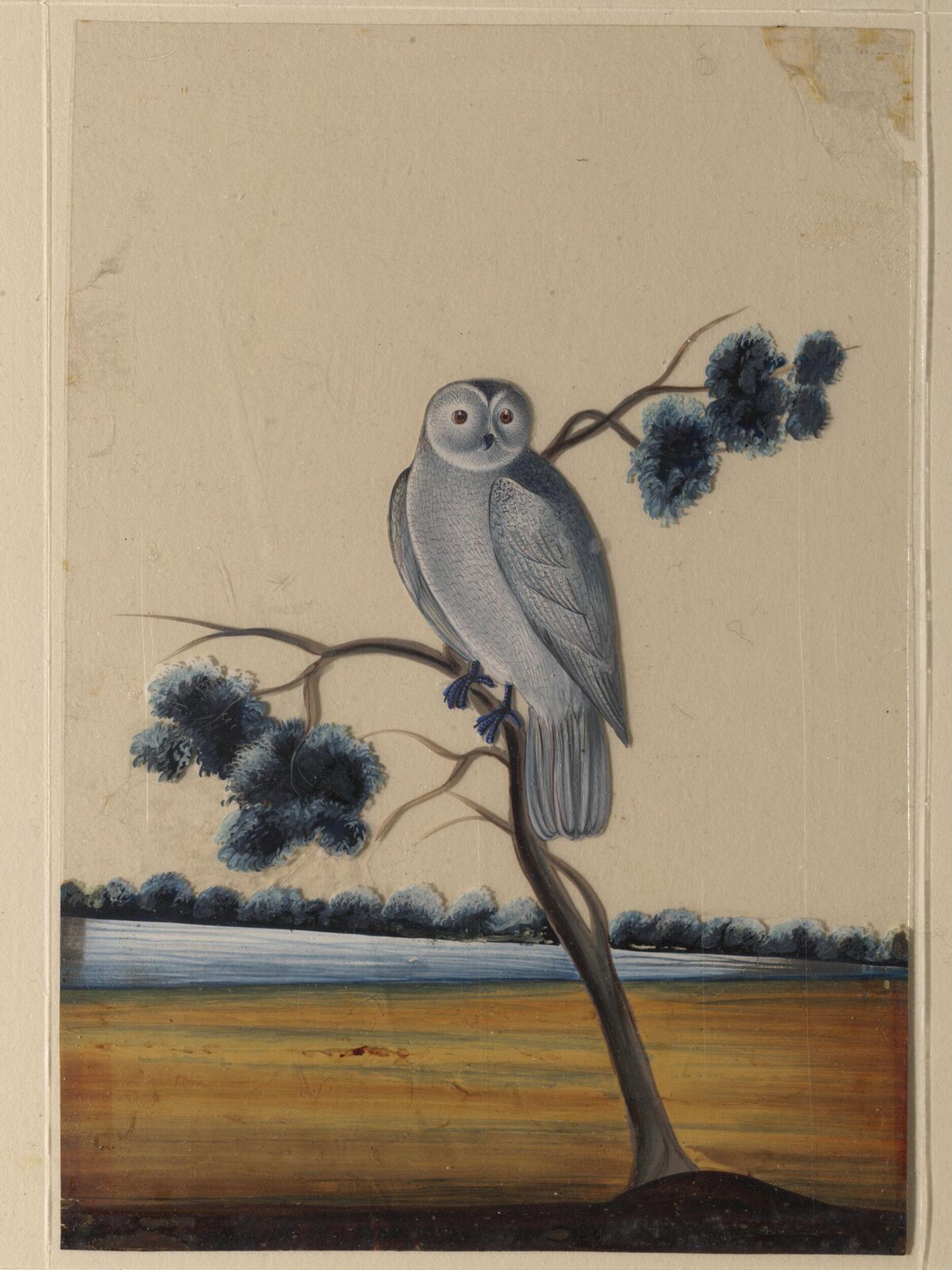An owl, ca. 1860