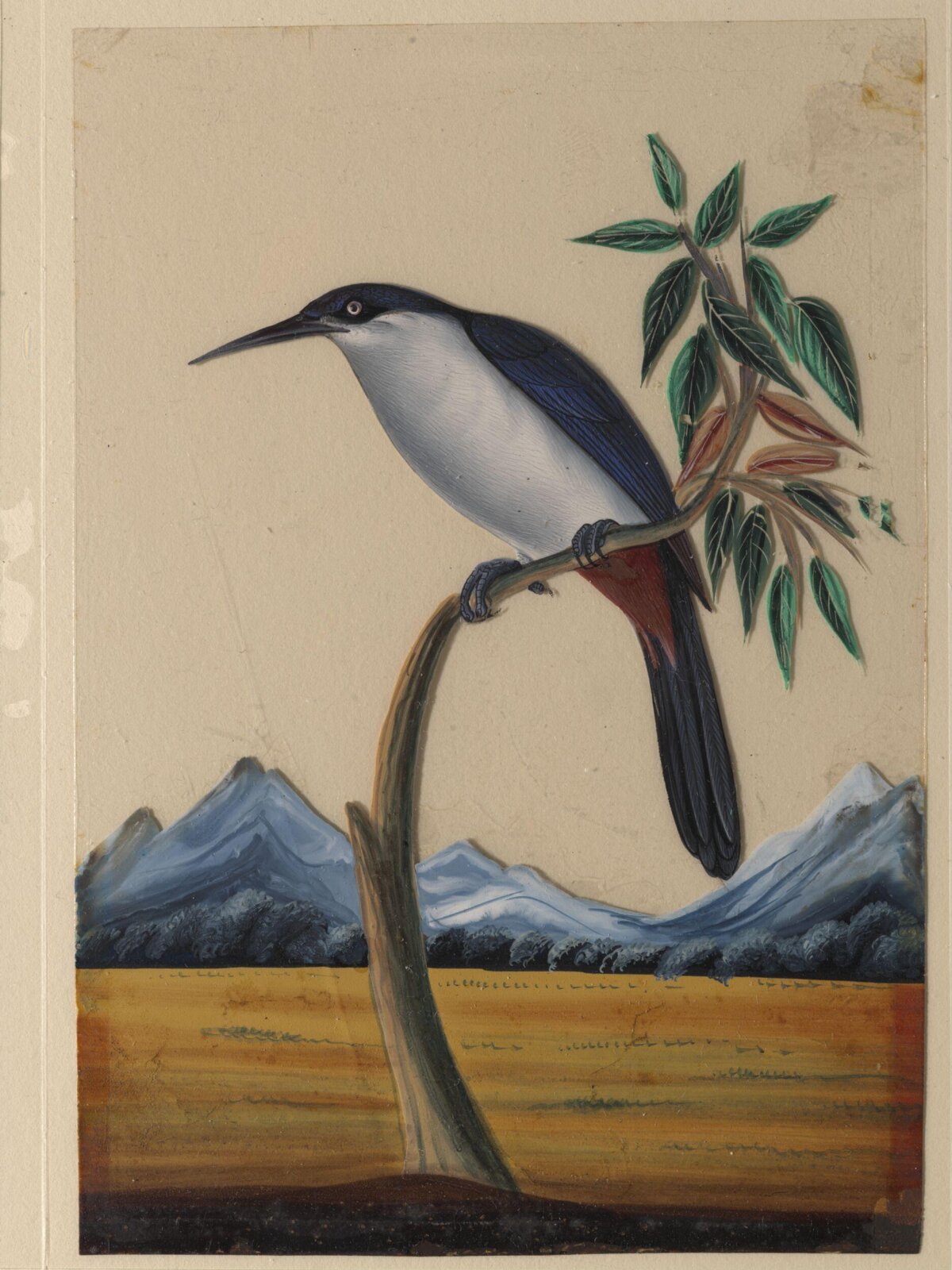 An unidentified bird, ca. 1860