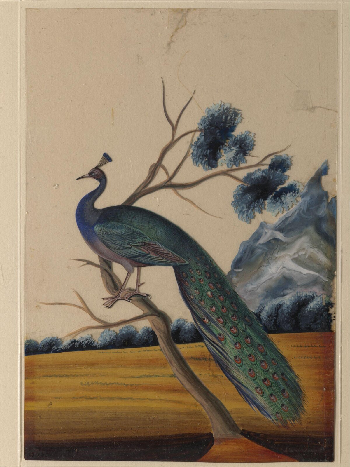 A peacock, ca. 1860