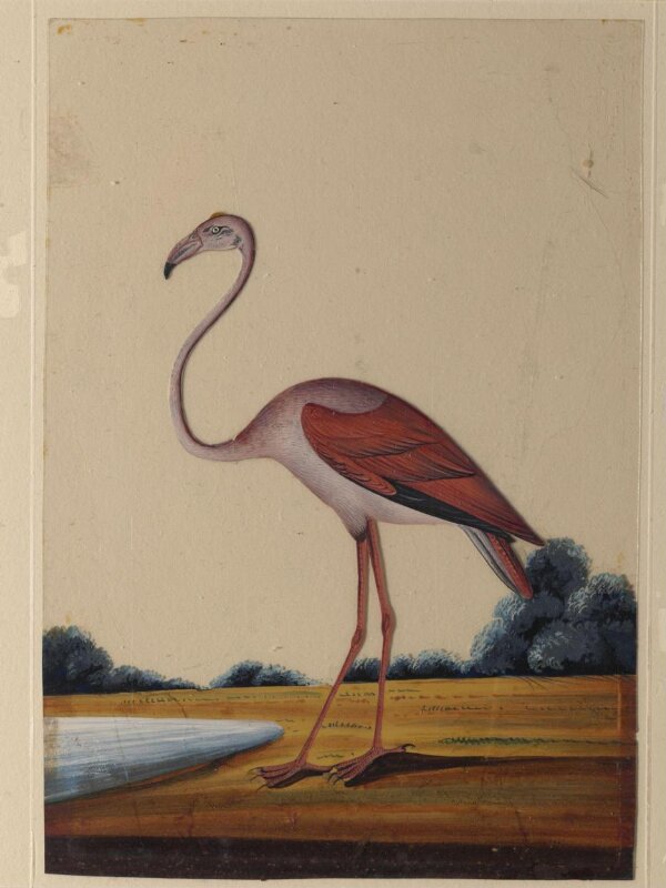 A flamingo