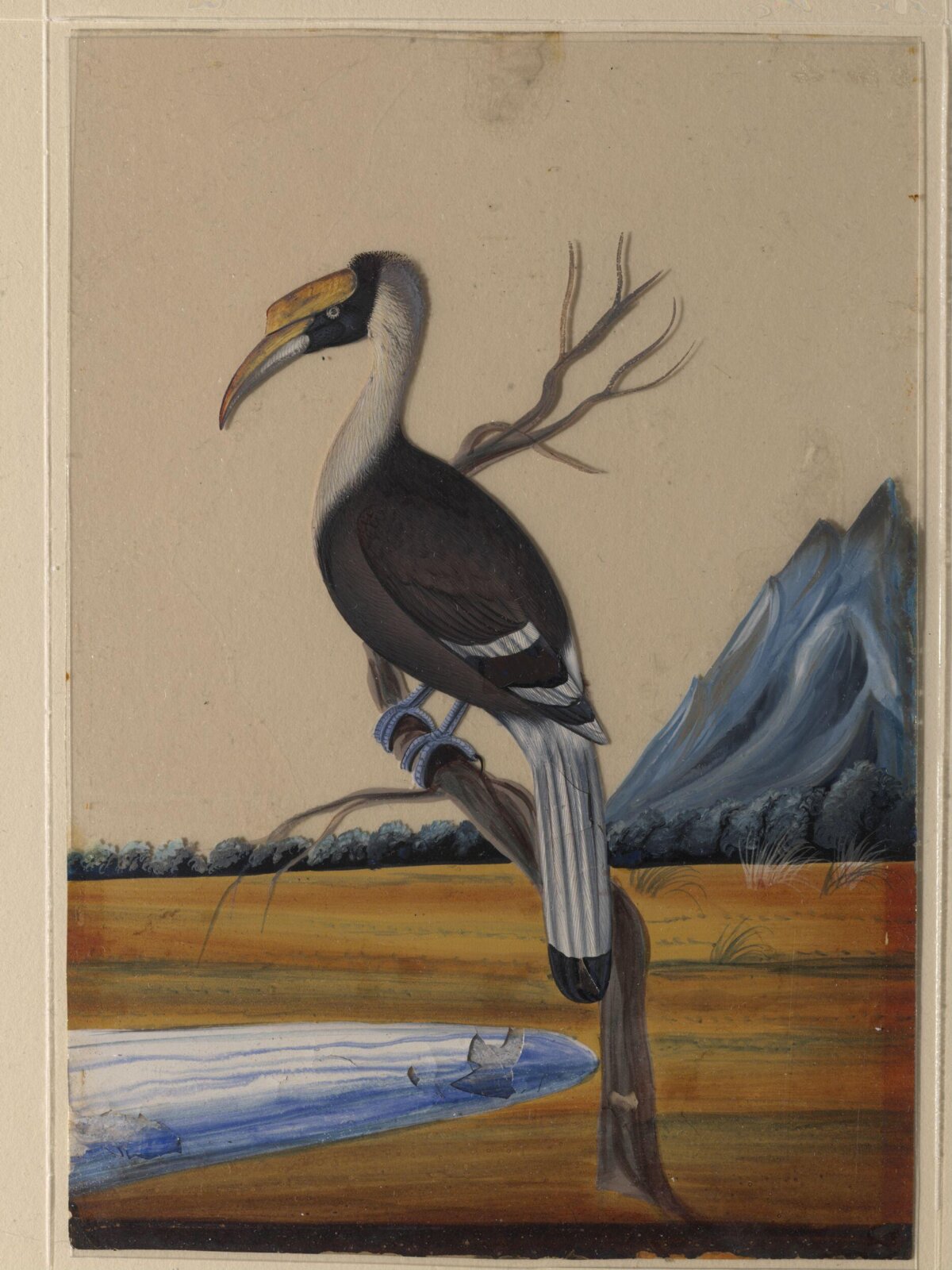 A Hornbill, ca. 1860