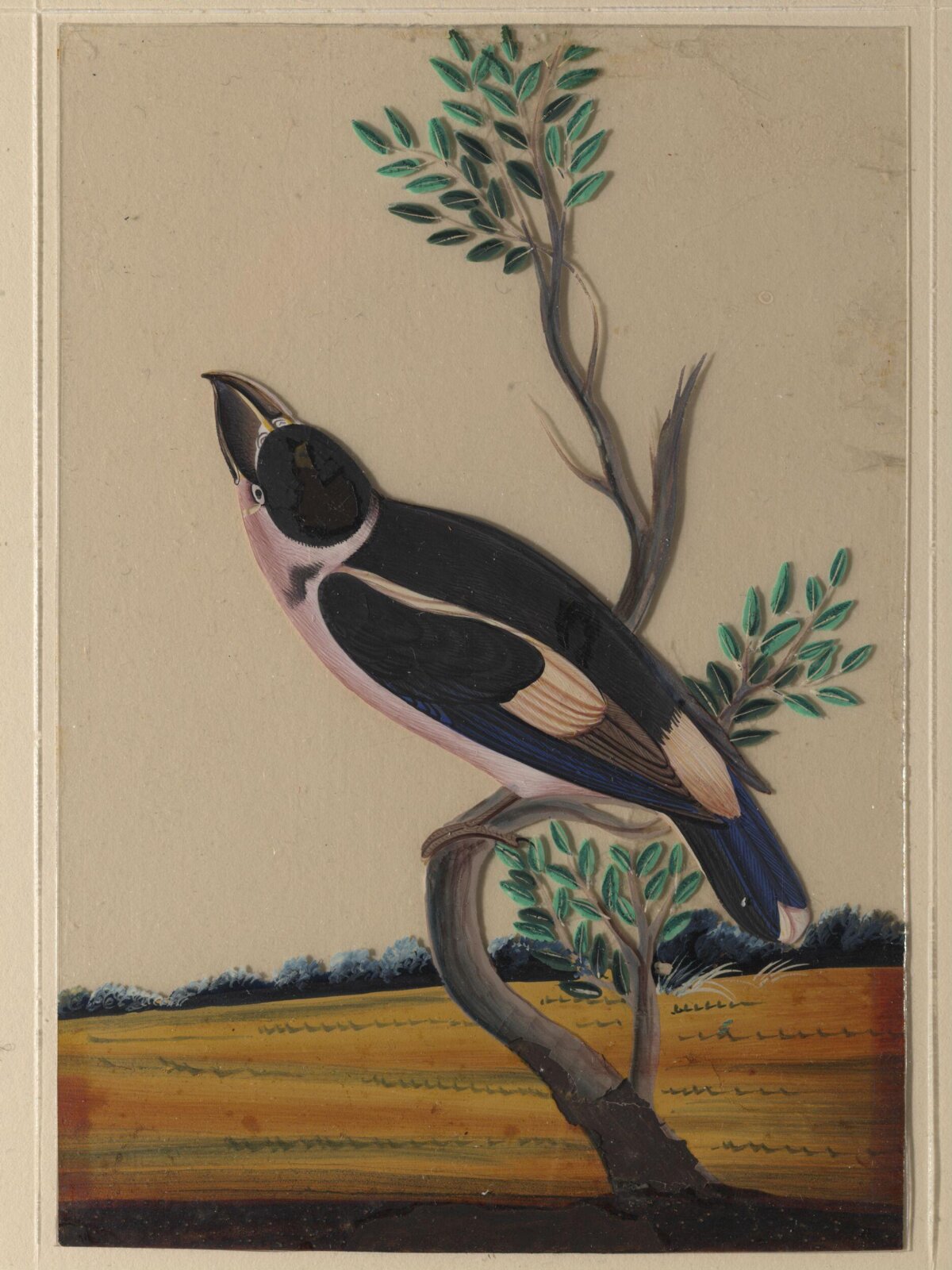 A pink-breasted bird, ca. 1860