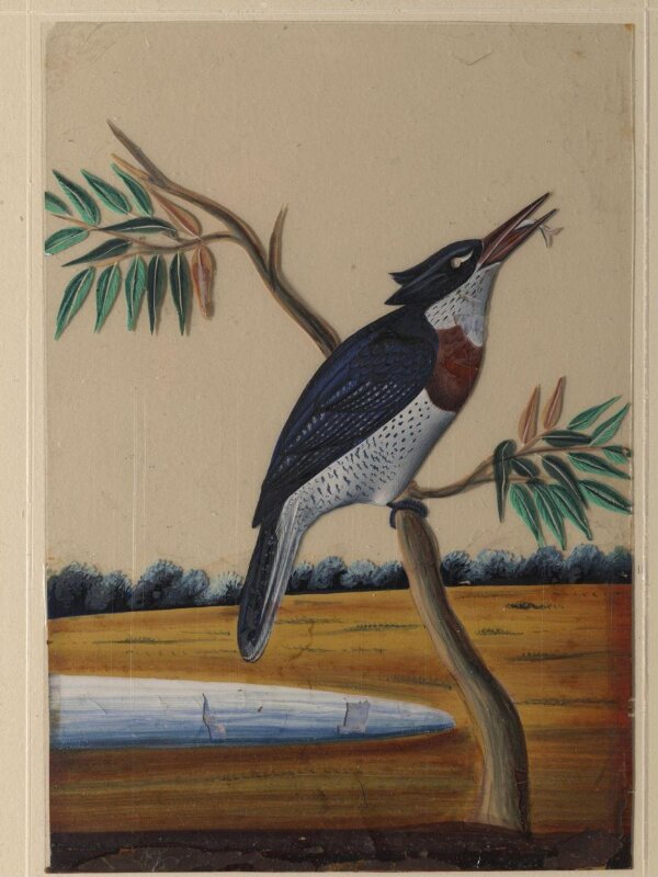 One of nine drawings of birds.