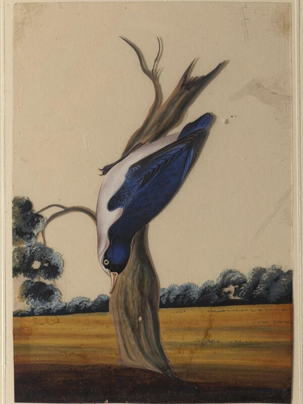 One of nine drawings of birds.