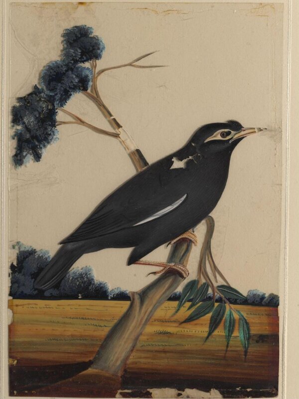 One of nine drawings of birds.