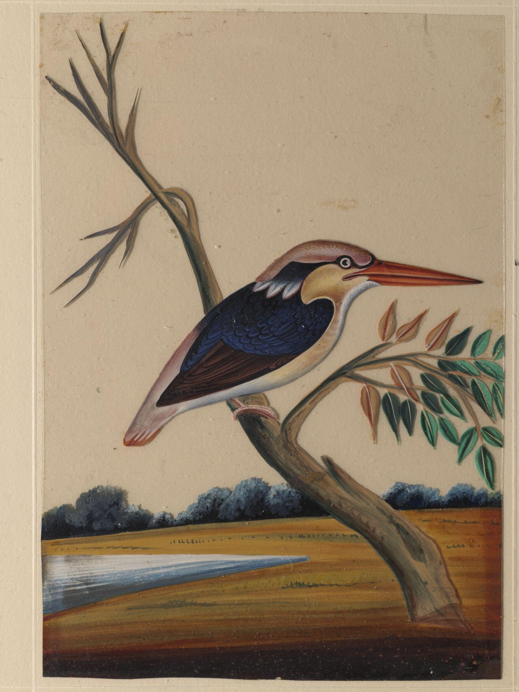 One of nine drawings of birds., ca. 1860