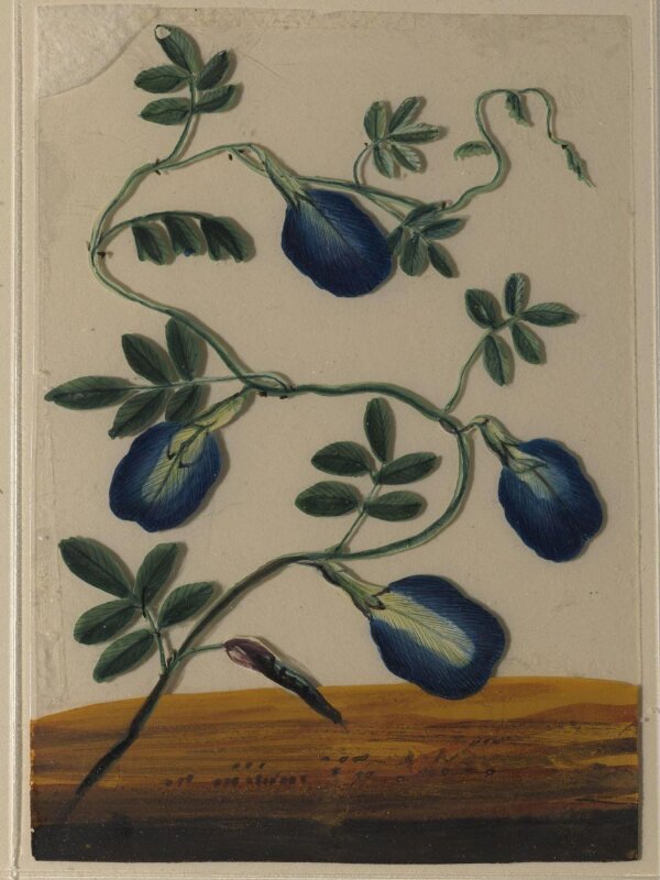 One of eighteen drawings of flowers.