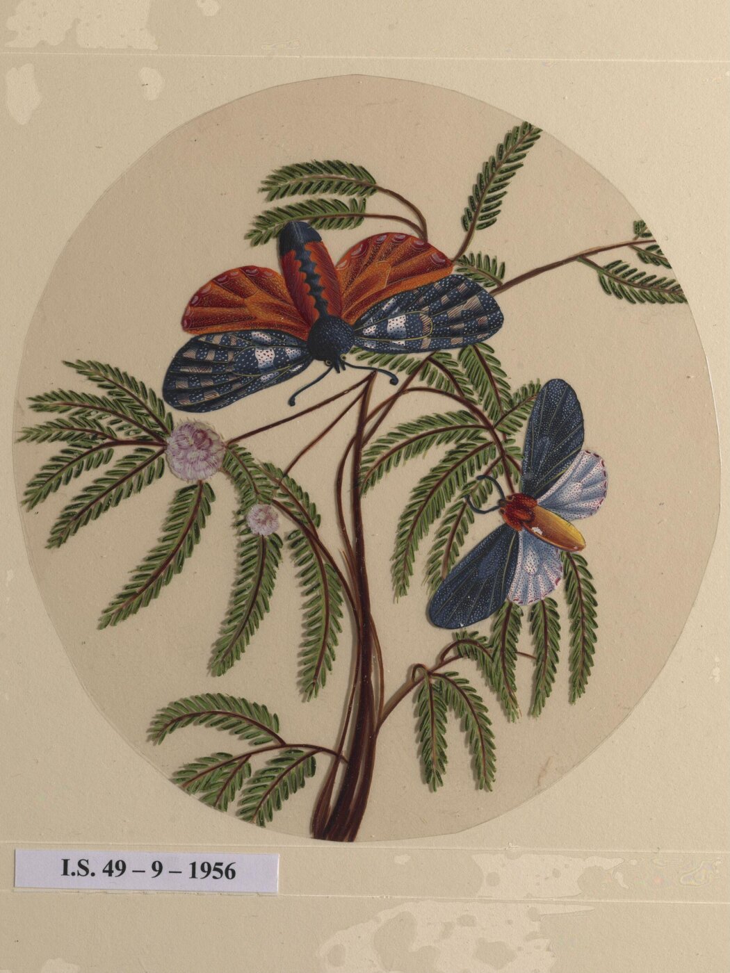 Unknown, One of twelve drawings of birds and reptiles, insects and flowers.