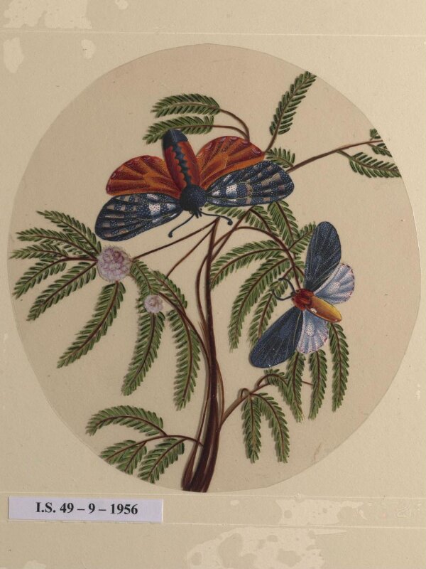 One of twelve drawings of birds and reptiles, insects and flowers.