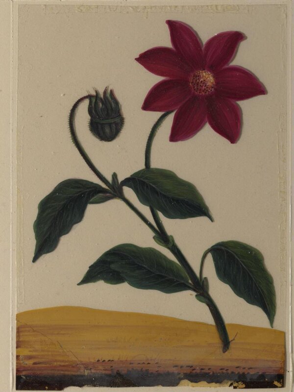 One of eighteen drawings of flowers.