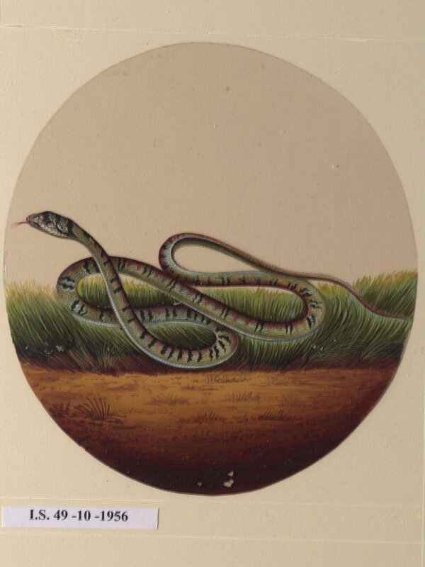 One of twelve drawings of birds and reptiles, insects and flowers.