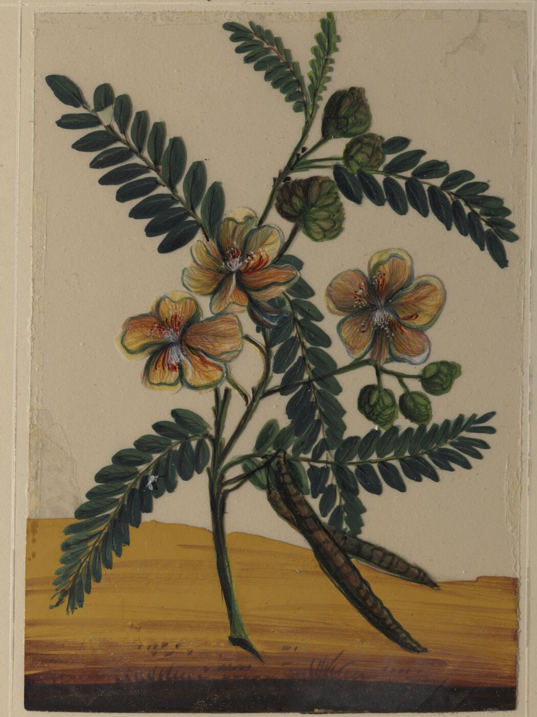 Unknown, One of eighteen drawings of flowers.