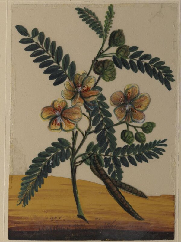 One of eighteen drawings of flowers.
