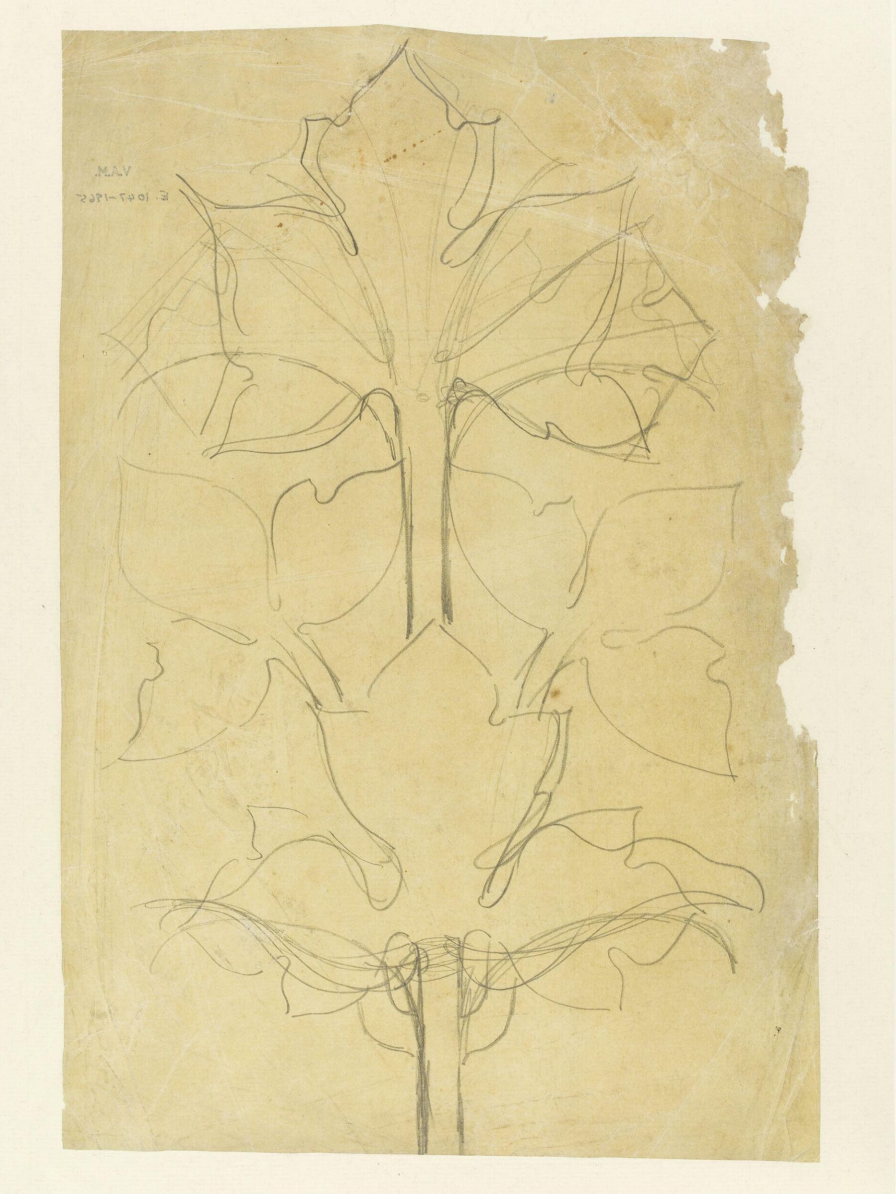 Drawing of leaves, Godfrey Sykes, 1860-6