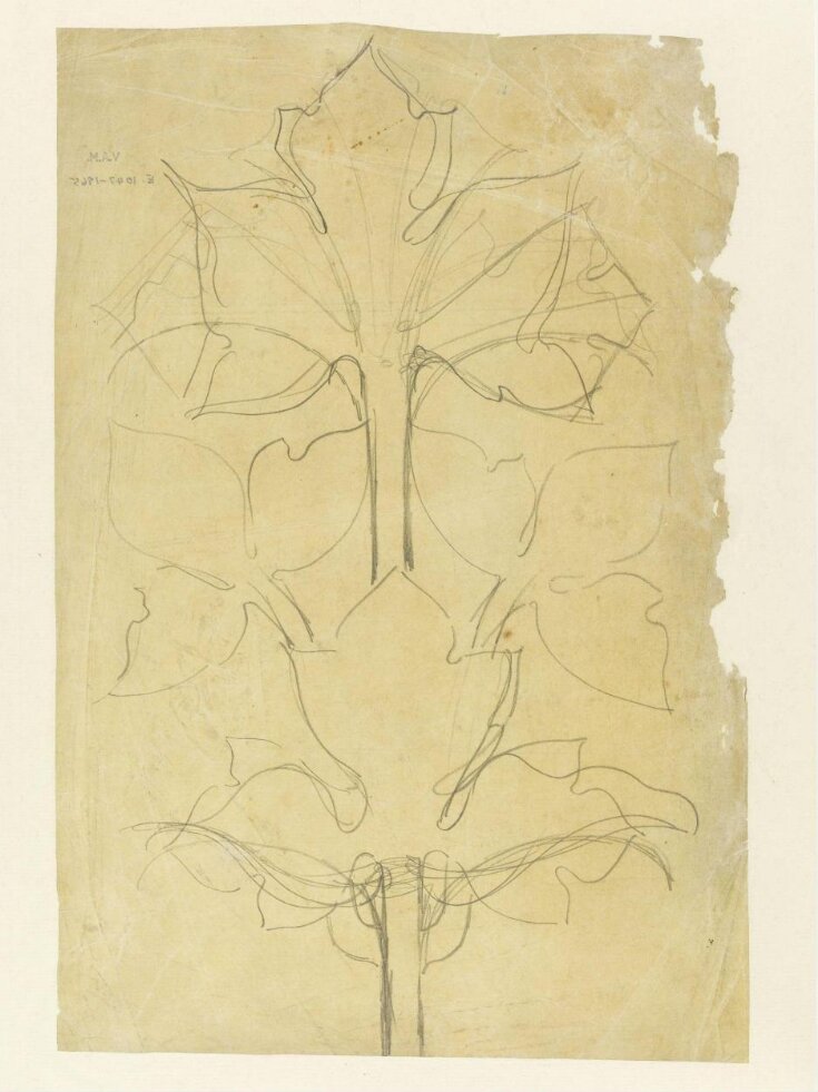 Drawing of leaves top image