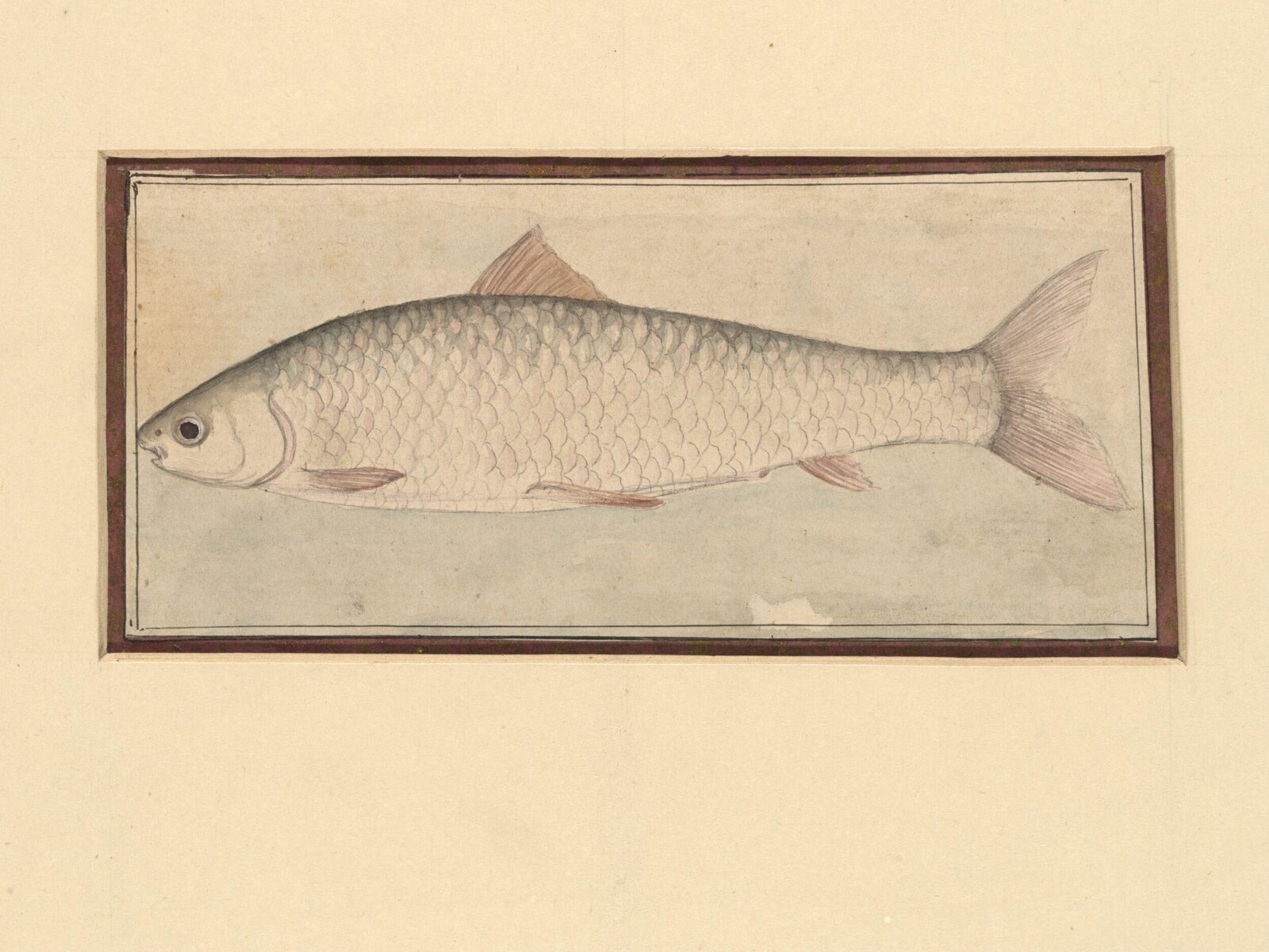 A fish, Bahadur Lal II, ca. 1880