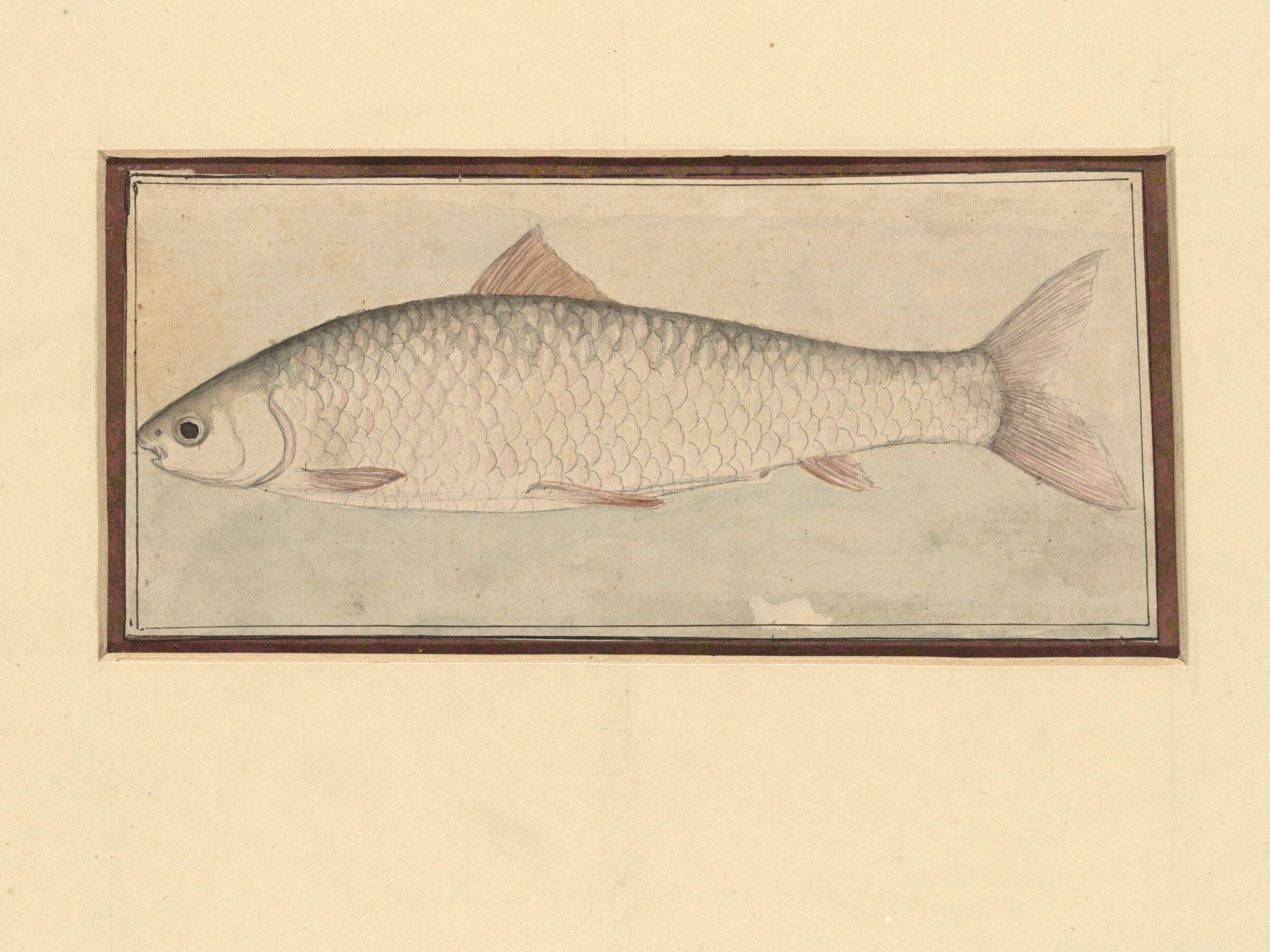 A fish, Bahadur Lal II, ca. 1880