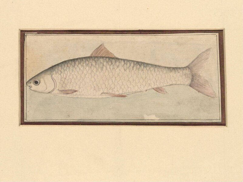 A fish 