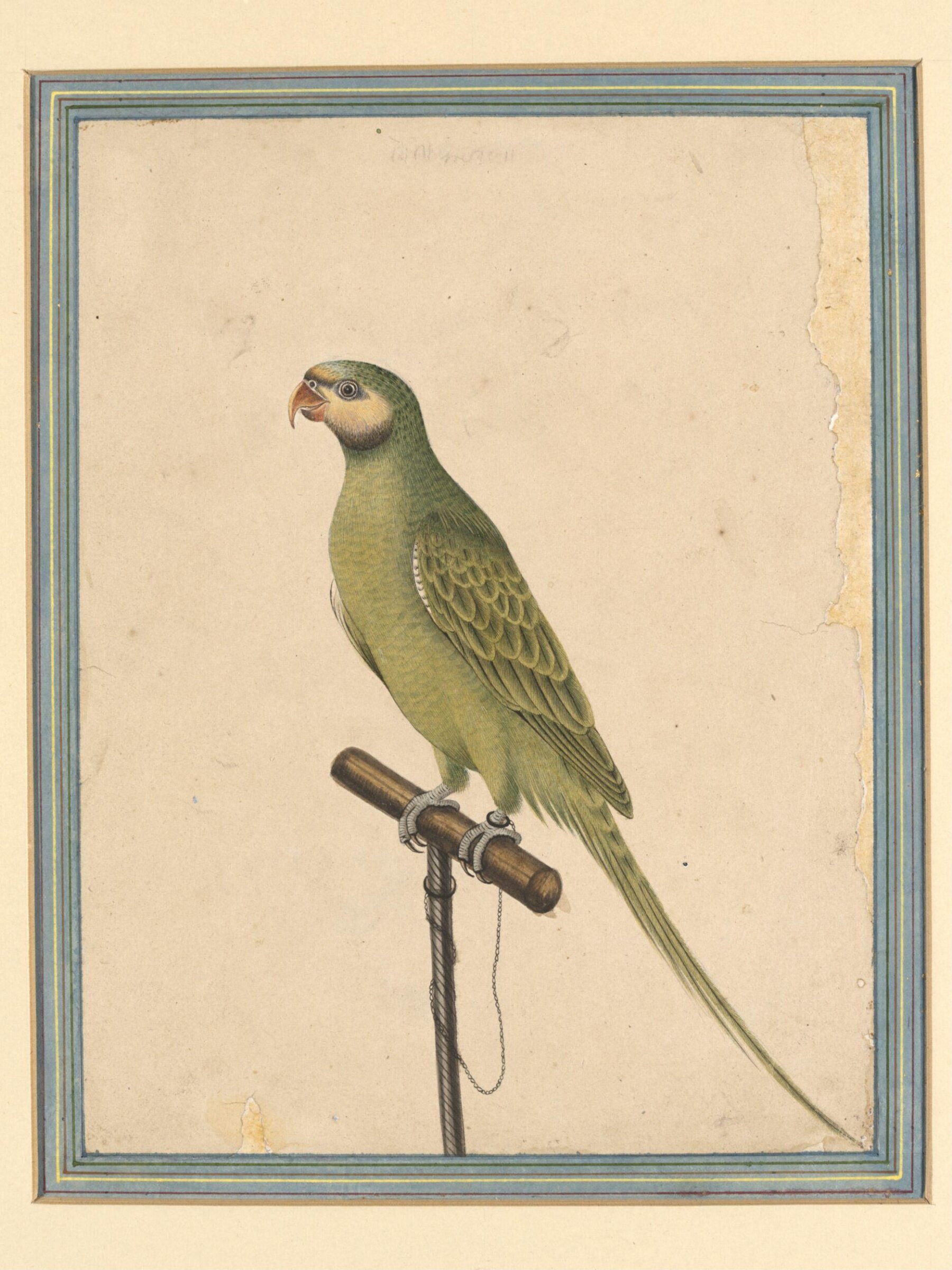 A parrot, Hulas Lal, ca. 1870