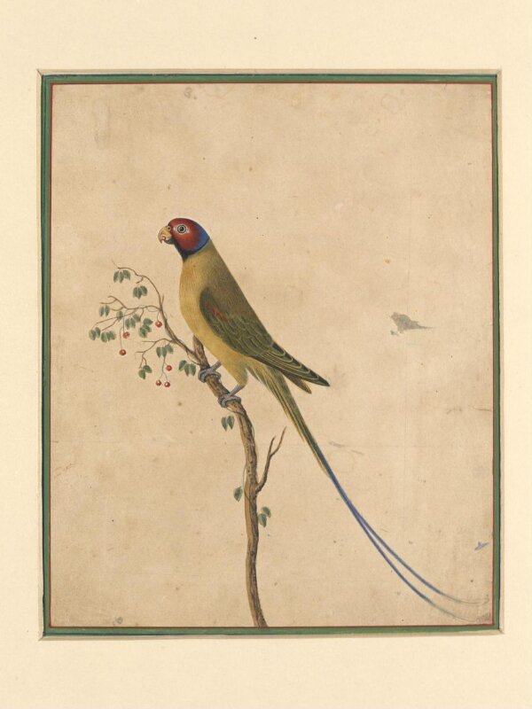 A parakeet