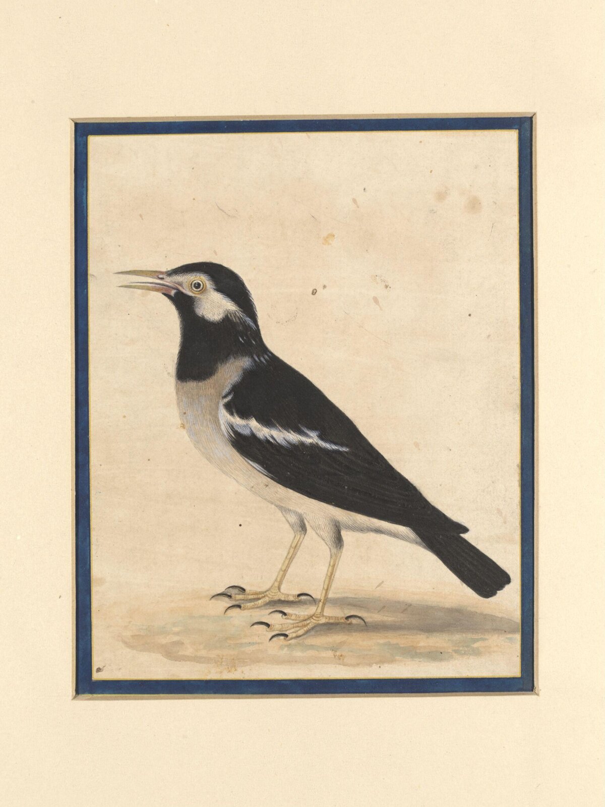 A 'maina', Bahadur Lal II, ca. 1880
