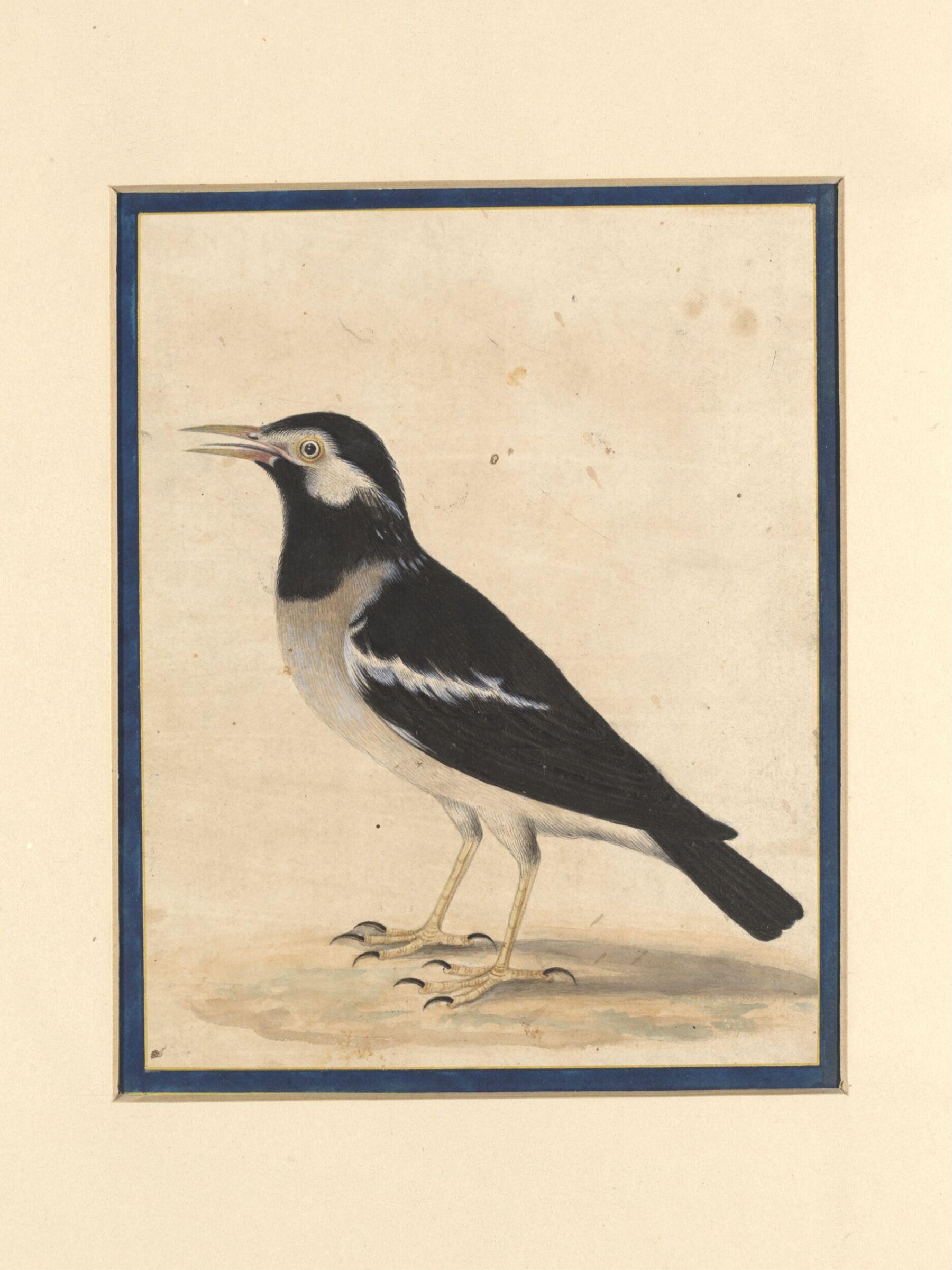 A 'maina', Bahadur Lal II, ca. 1880