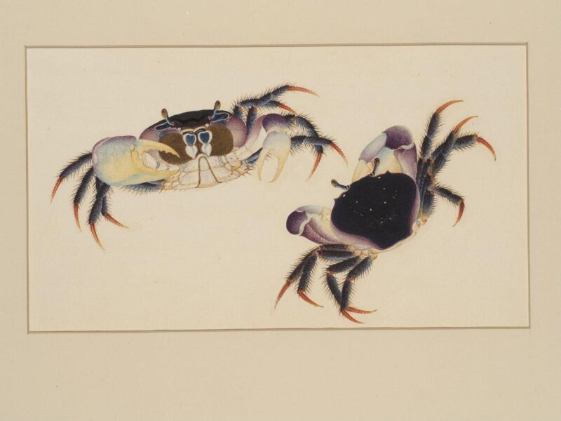 One of four natural-history drawings.