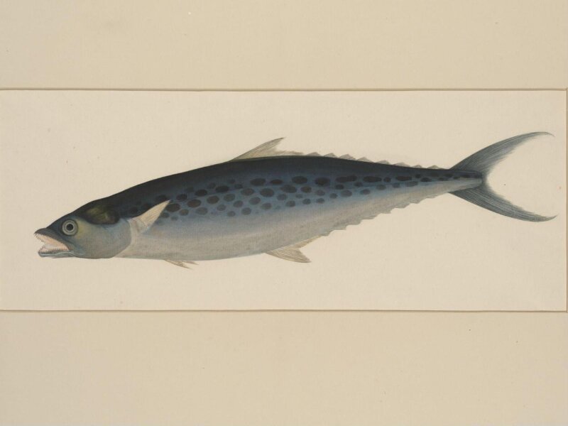 One of four natural-history drawings.