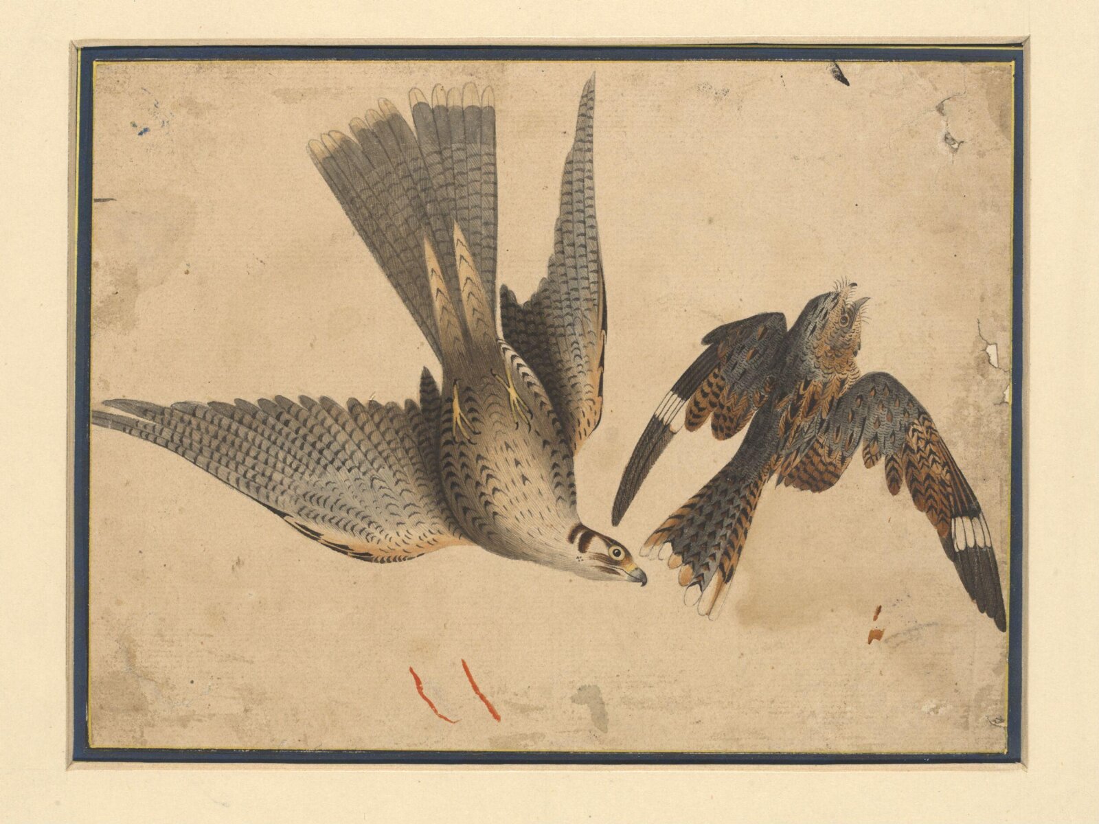 A hawk attacking a night-jar, Fakir Chand La, ca. 1850