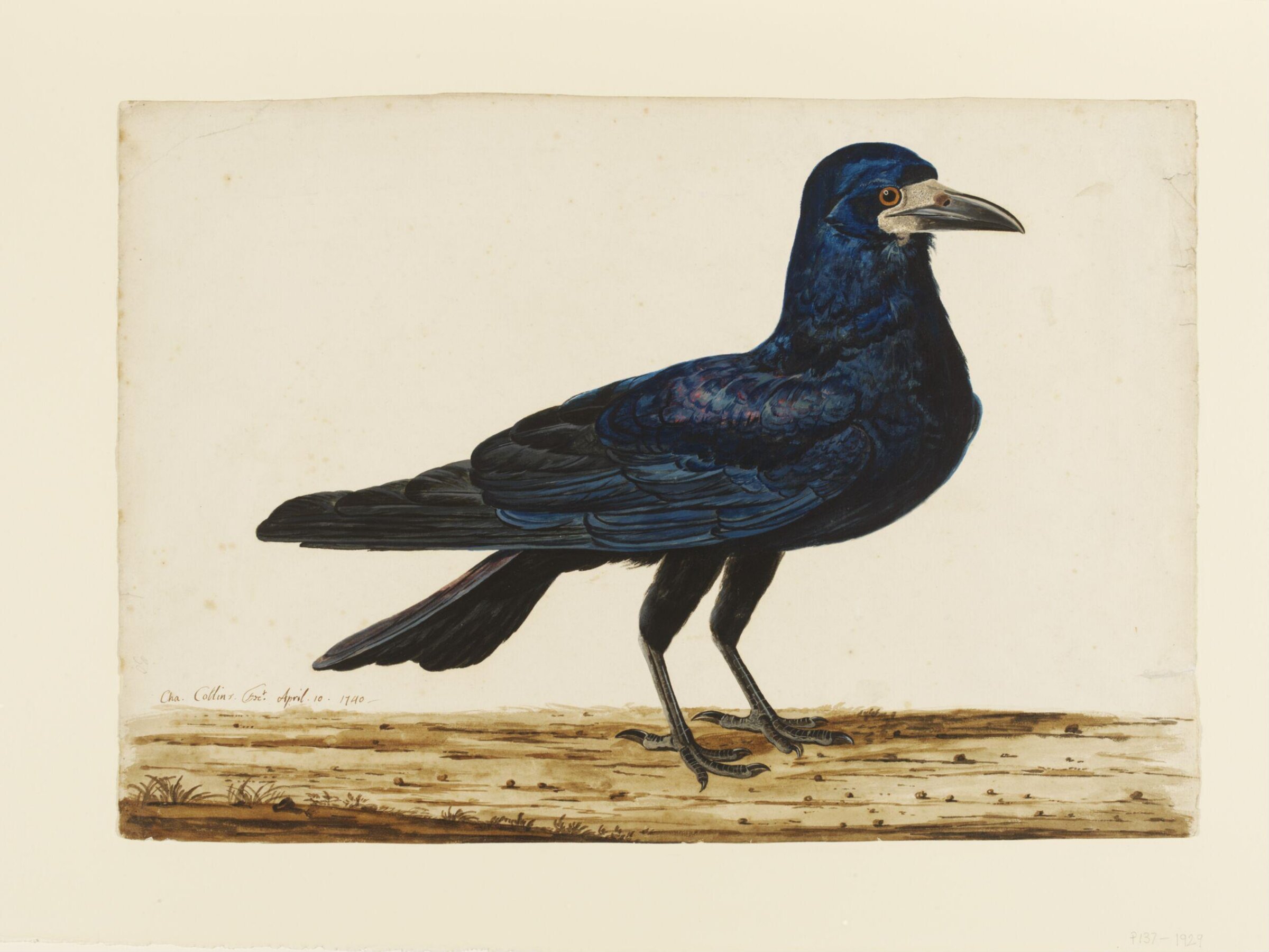 A Rook, Charles Collins, 1740
